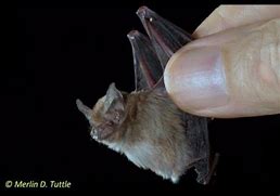 Image result for Tiny Toy Bat