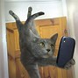 Image result for Funny Cute Wallpapers for Desktop