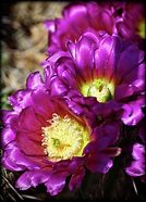 Image result for Cactus Pictures Free