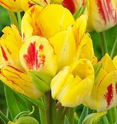 Image result for Tulipa Sunshine Club