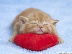 Image result for Cat with Love Heart in Eyes. Emoji