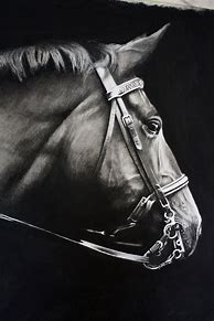 Image result for Charcoal Horse Drawing