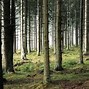 Image result for Woods Wallpaper 1440P
