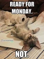 Image result for Happy Monday Cat Meme