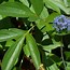 Image result for Allium Weeds
