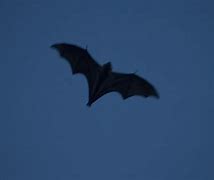 Image result for Gothic Vintage Antique Bat