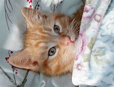 Image result for Bedtime Cat