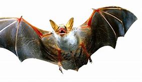 Image result for Bat PNG
