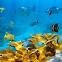 Image result for Colorful Coral Reef Desktop Wallpaper