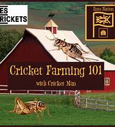 Image result for Cricket Farming Philippines