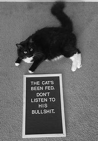 Image result for Arguing Cat Meme