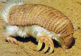Image result for Weird Looking Animals