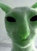 Image result for Confused White Cat Meme