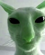 Image result for Silly Alien Cat