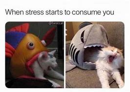Image result for Relatable Stress Memes