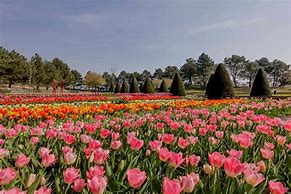 Image result for Tulips Holland Netherlands