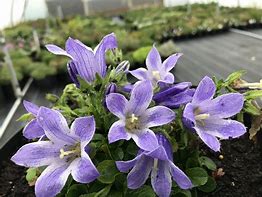 Image result for Campanula chamissonis Superba