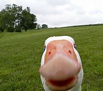 Image result for Dog Taking Selfie Meme