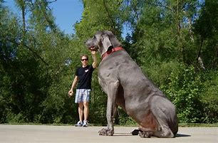 Image result for Biggest Dog Alive Today