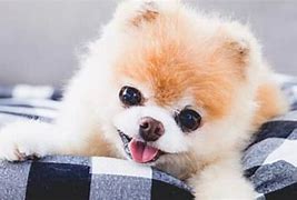 Image result for Dead Boo Cutest Dog in World