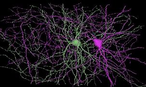 Image result for Brain Cell Map Universe