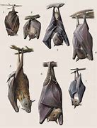 Image result for Harpy Fruit Bat