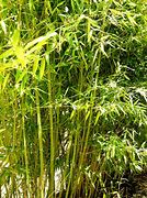 Image result for Bamboo Grass