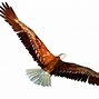 Image result for Free Clip Art Eagle Head
