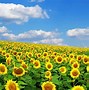 Image result for Sunflowers 8K Wallpaper