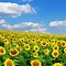 Image result for Sunflower HD