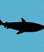Image result for Shark Silhouette