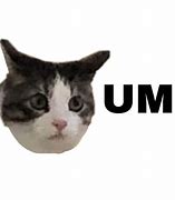 Image result for Confused Cat Meme Transparent PNG