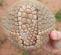 Image result for Armadillo Toes