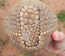 Image result for Girl with Armadillo