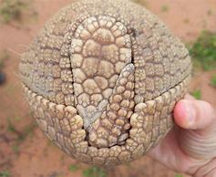 Image result for Armadillo Armor