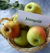 Image result for Jonagold Apple