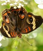 Image result for Letting Go Butterfly