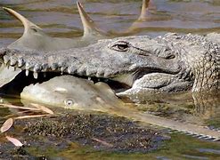 Image result for Saltwater Crocodile Predators