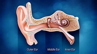 Image result for Ear and Hearing