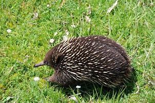 Image result for Echidna with Eggs