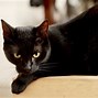 Image result for My Cat From Helll