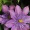 Image result for White and Purple Clematis