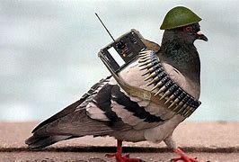 Image result for Fresh Pigeon Meme