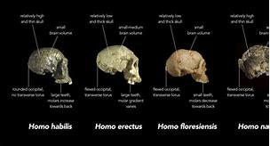 Image result for Chimpanzee and Human Common Ancestor