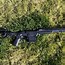 Image result for Tikka T3 300 Win Mag