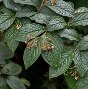Image result for cotoneaster_bullatus