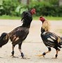 Image result for Gallic Rooster
