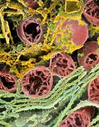Image result for Mitochondria Sem