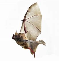 Image result for Bat Wing Hygiene