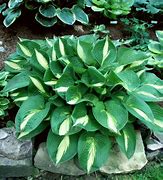 Image result for Hosta Ann Kulpa